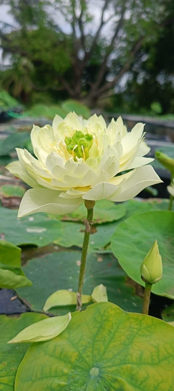 maithriye kavishree